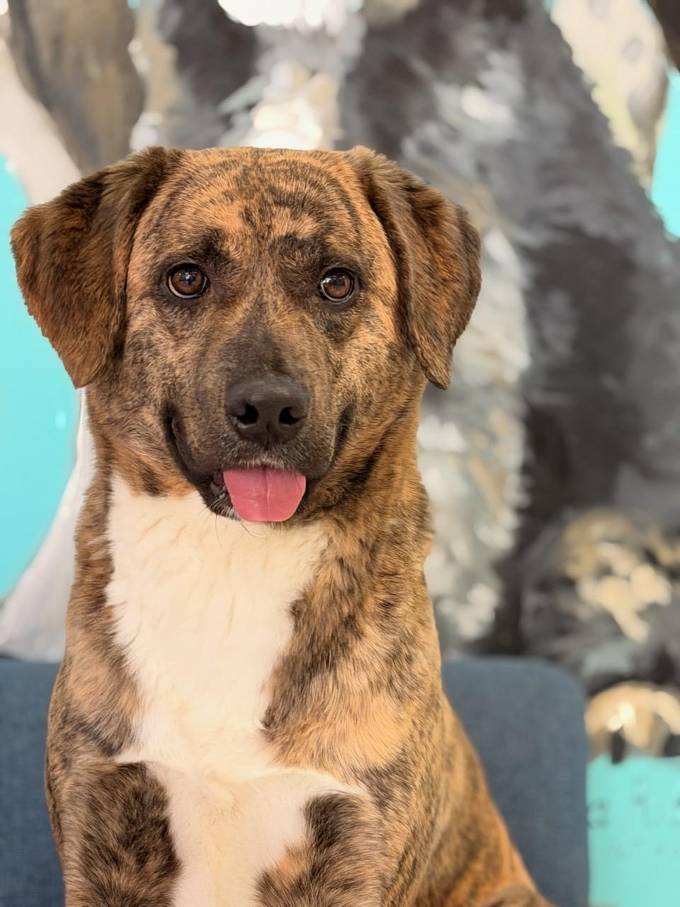 4357 Savannah, an adopted mixed breed in Phoenix, AZ image 1/3