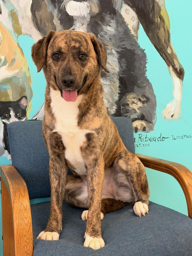4357 Savannah, an adopted mixed breed in Phoenix, AZ image 3/3