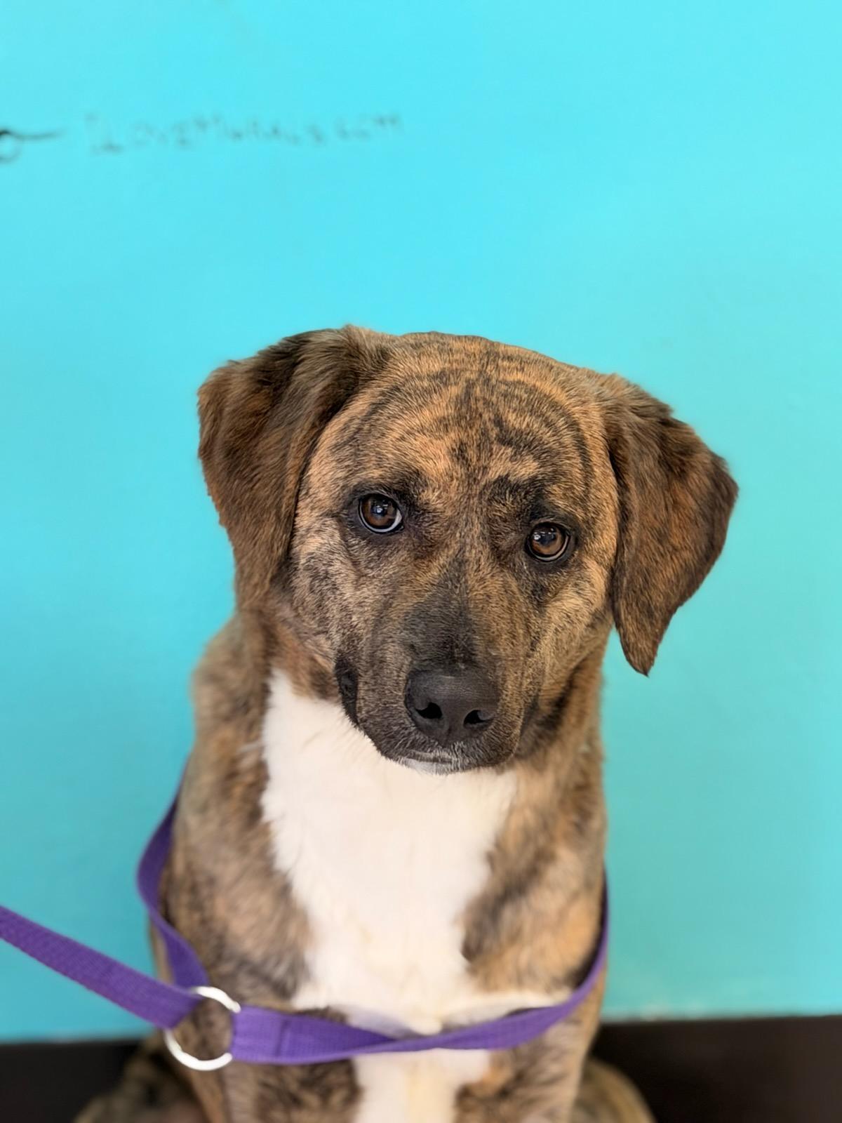 4357 Savannah, an adopted mixed breed in Phoenix, AZ image 2/3