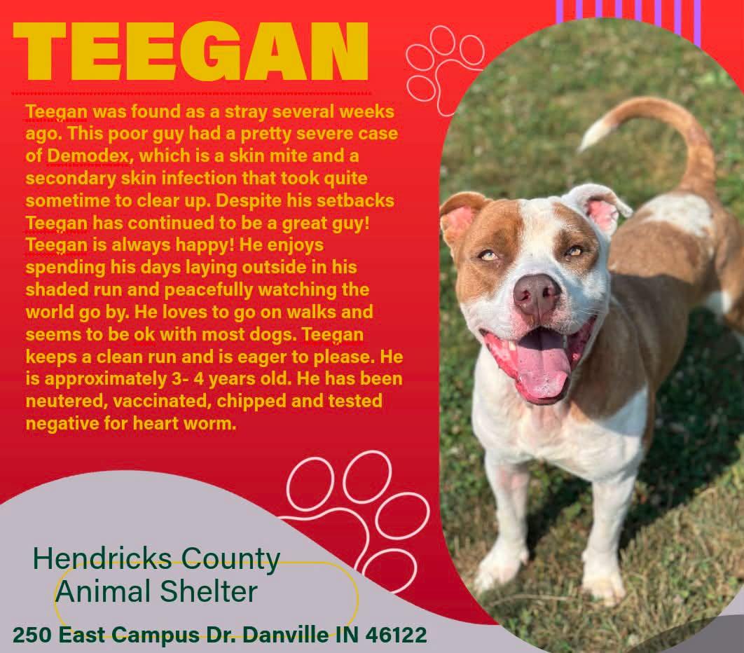 Teegan, Adoptable, Adult Male Pit Bull Terrier & Mixed Breed.
