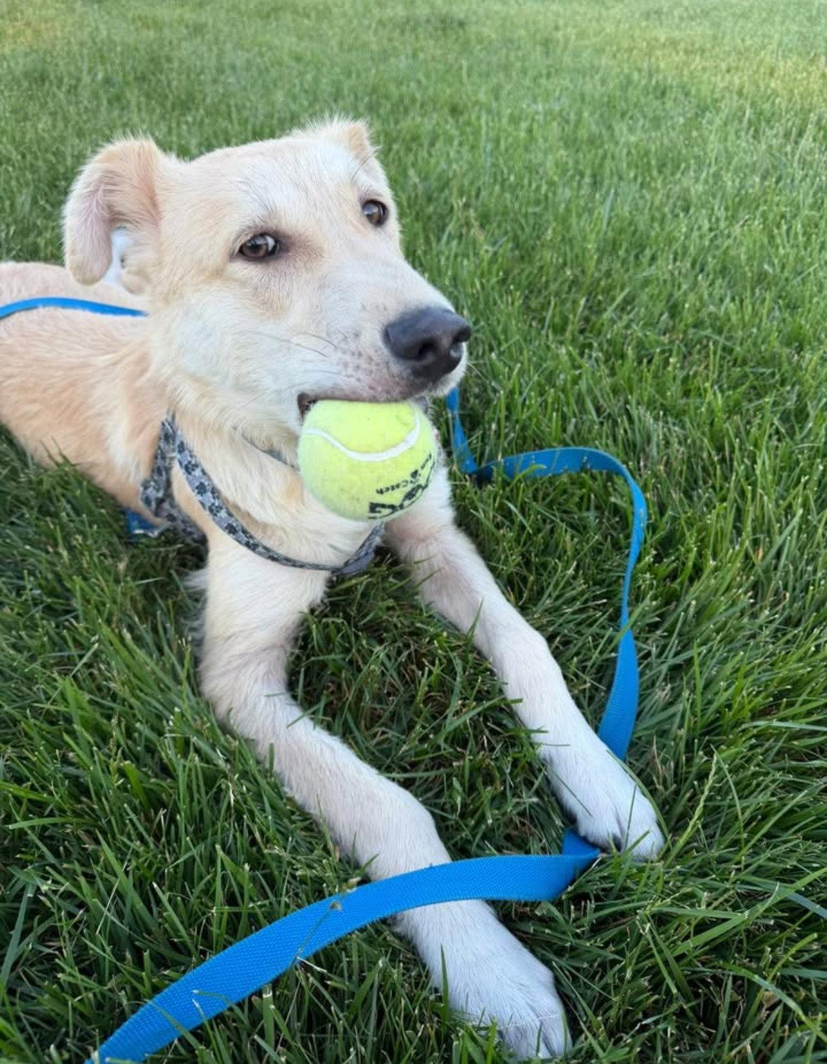 John Snow - ADOPTION IN PROCESS, Adoptable, Puppy Male Collie & Labrador Retriever.