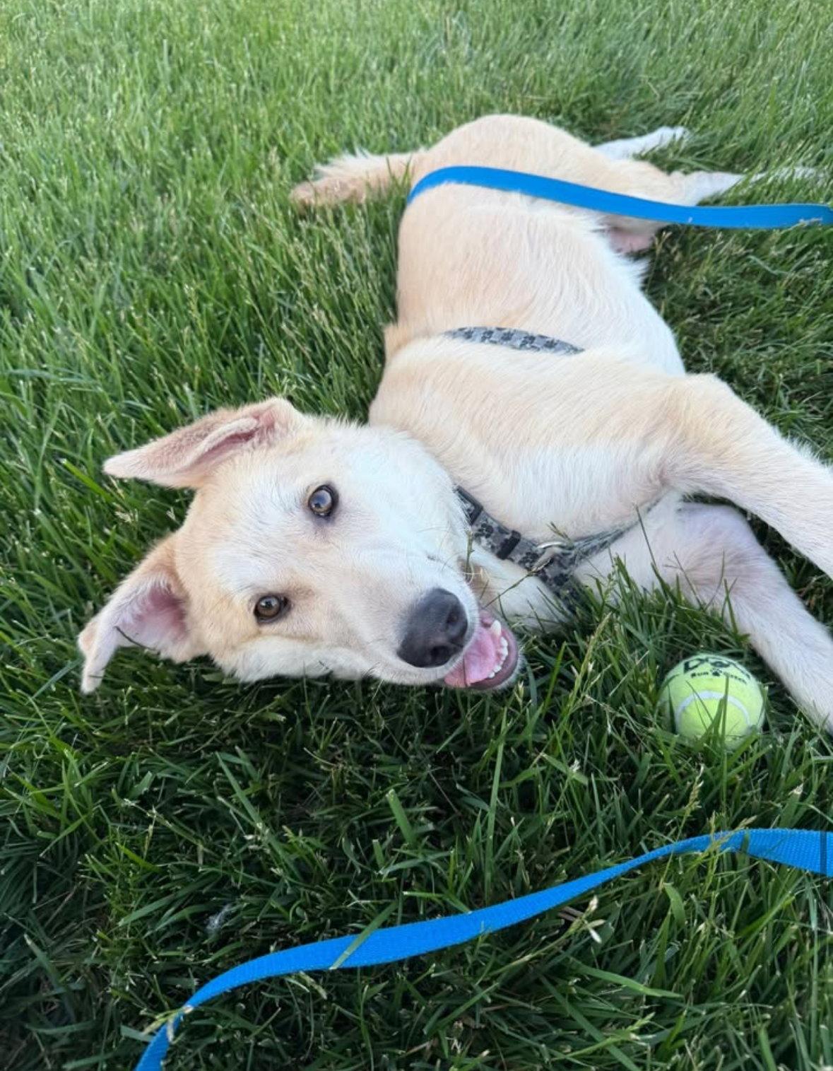 Enlarge John Snow - ADOPTION IN PROCESS, a Adoptable mixed breed in Grafton, WI image 2/3