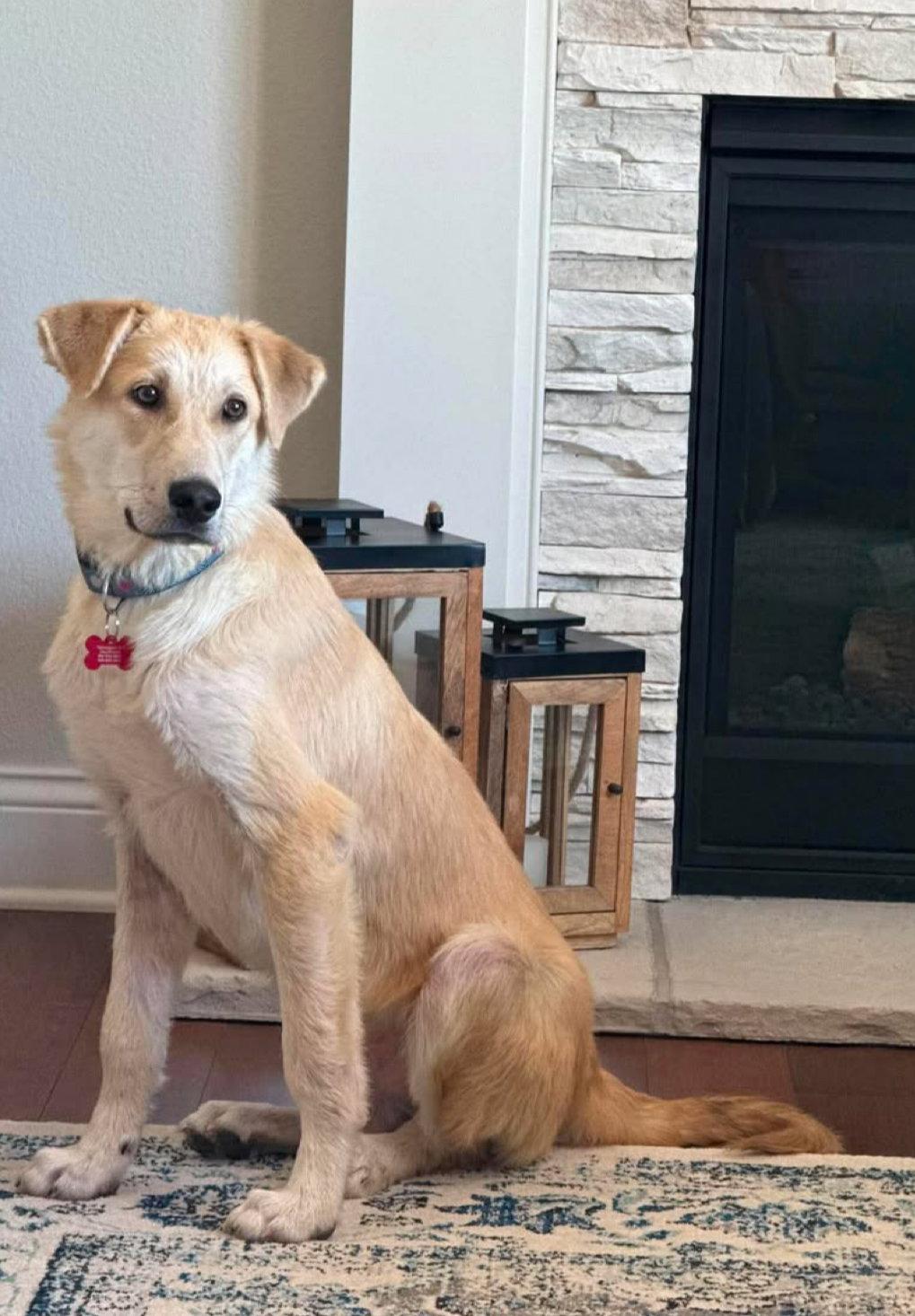 Enlarge John Snow - ADOPTION IN PROCESS, a Adoptable mixed breed in Grafton, WI image 3/3