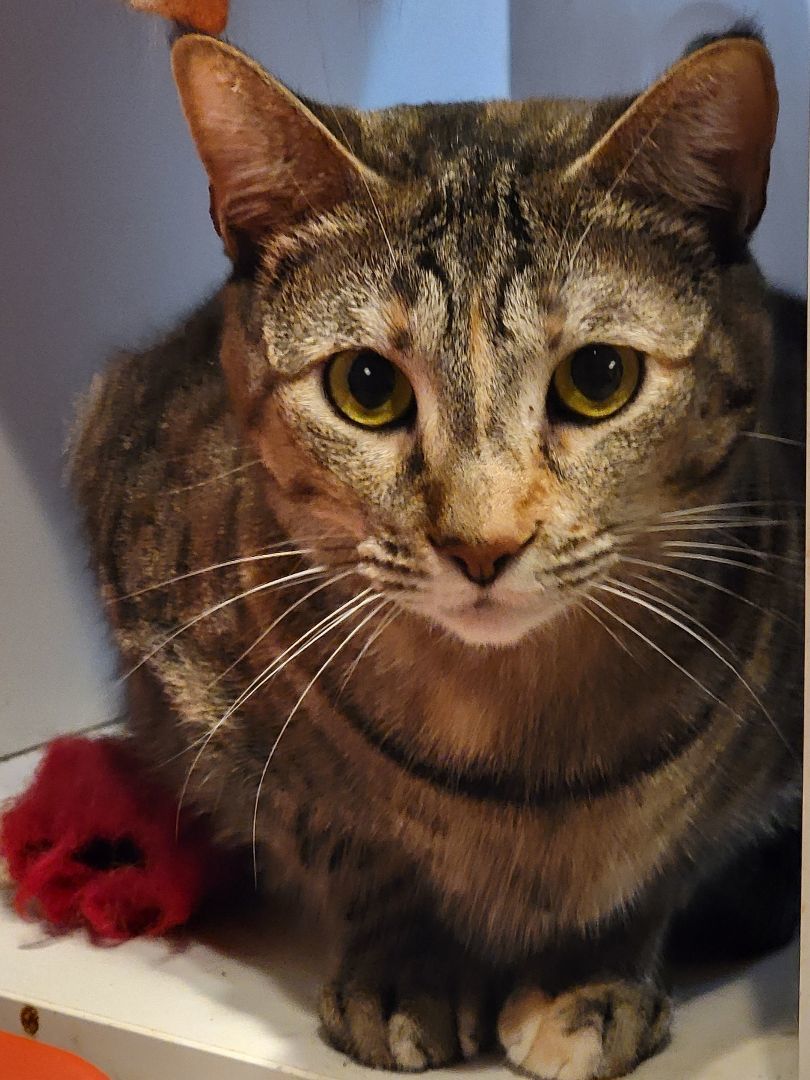 Enlarge Clover Molly, a Adoptable mixed breed in Glen Ellyn, IL image 1/2