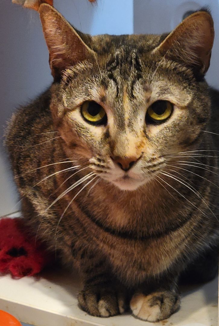 Enlarge Clover Molly, a Adoptable mixed breed in Glen Ellyn, IL image 2/2