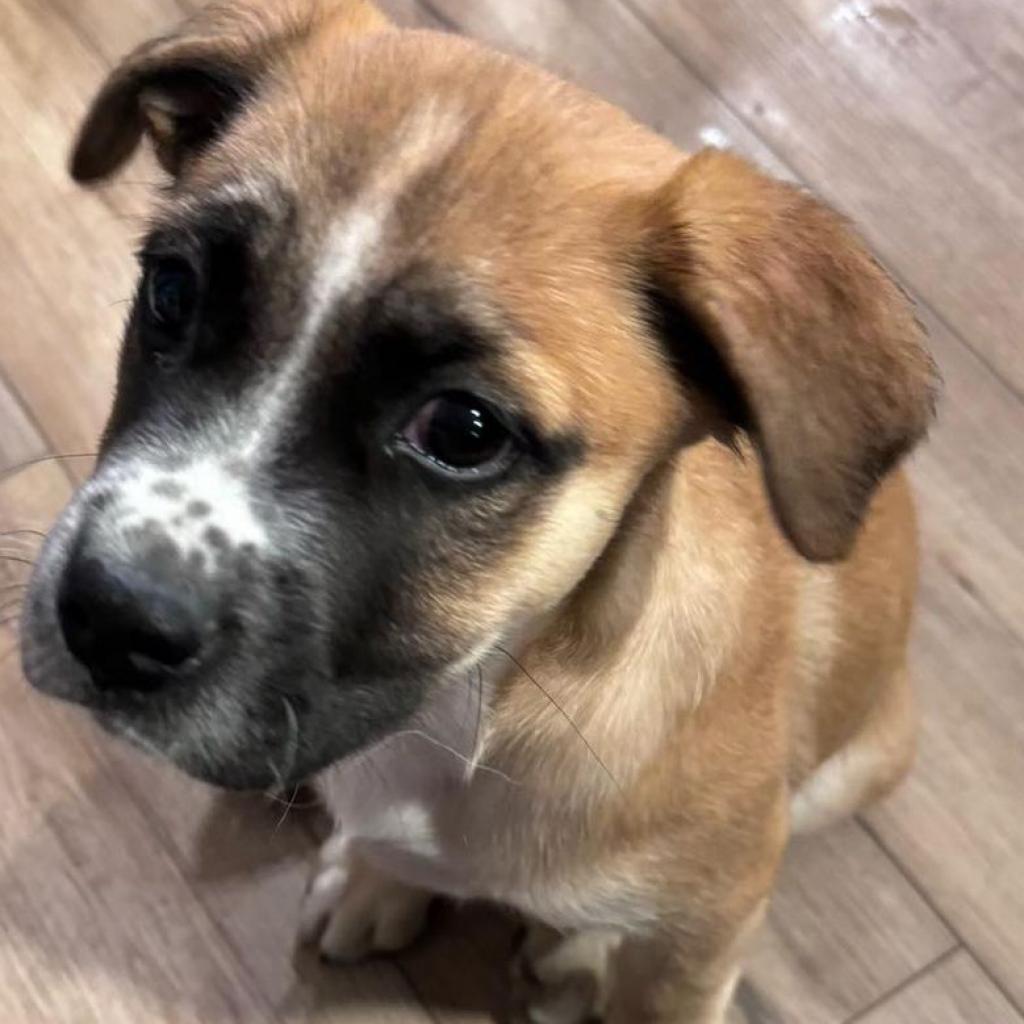 Oakley, Adoptable, Adult Female Australian Cattle Dog / Blue Heeler & Cattle Dog.