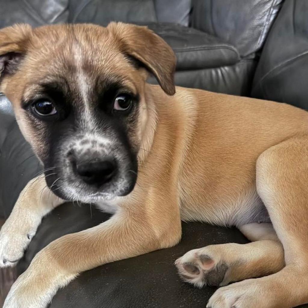Enlarge Oakley, a Adoptable mixed breed in Phoenix, AZ image 2/2