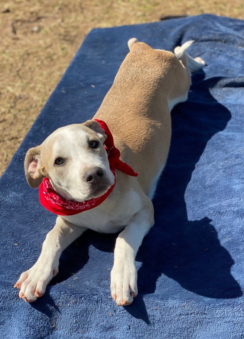 Enlarge Sallie, a Adoptable mixed breed in Madisonville, TX image 1/12