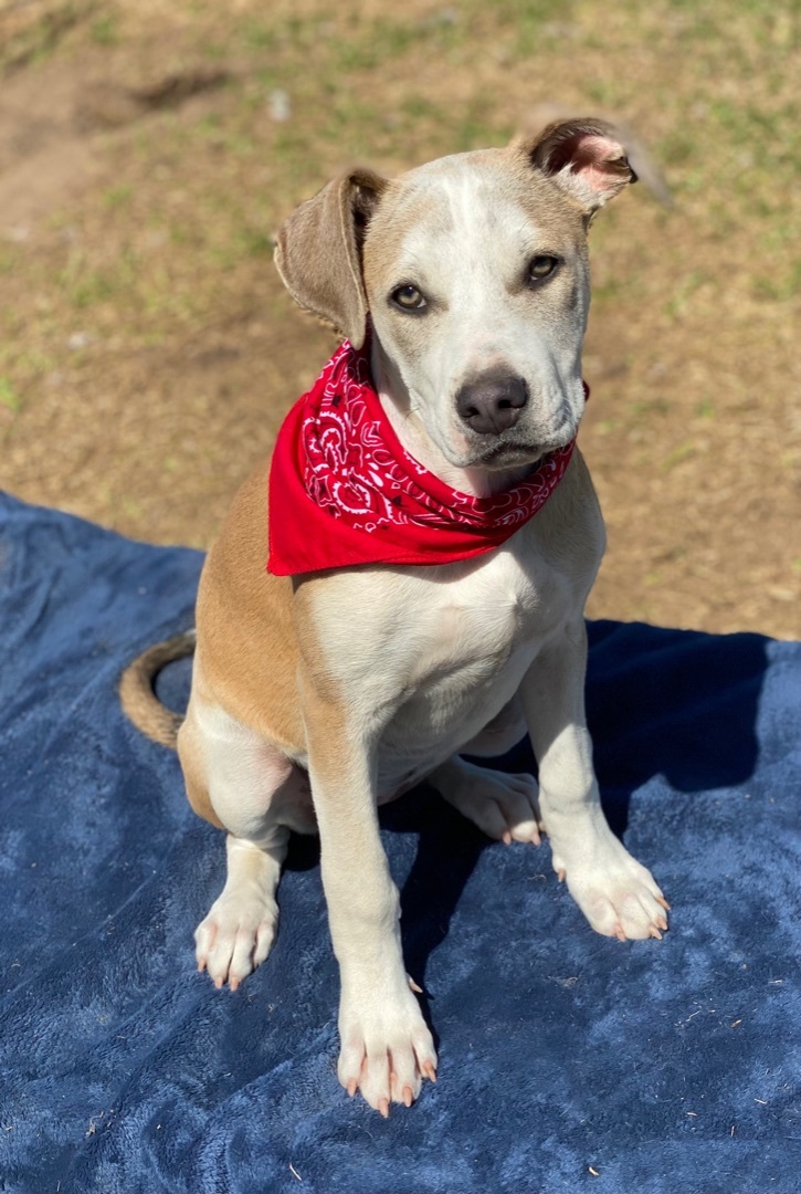 Enlarge Sallie, a Adoptable mixed breed in Madisonville, TX image 3/12