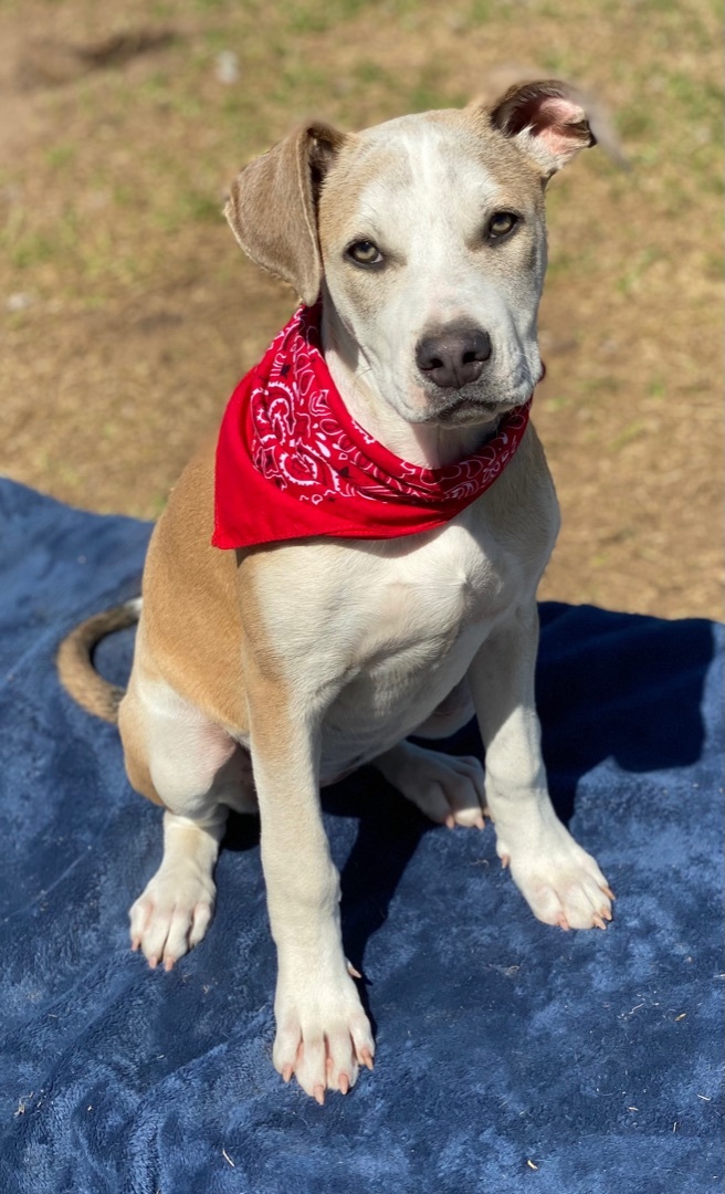 Enlarge Sallie, a Adoptable mixed breed in Madisonville, TX image 4/12