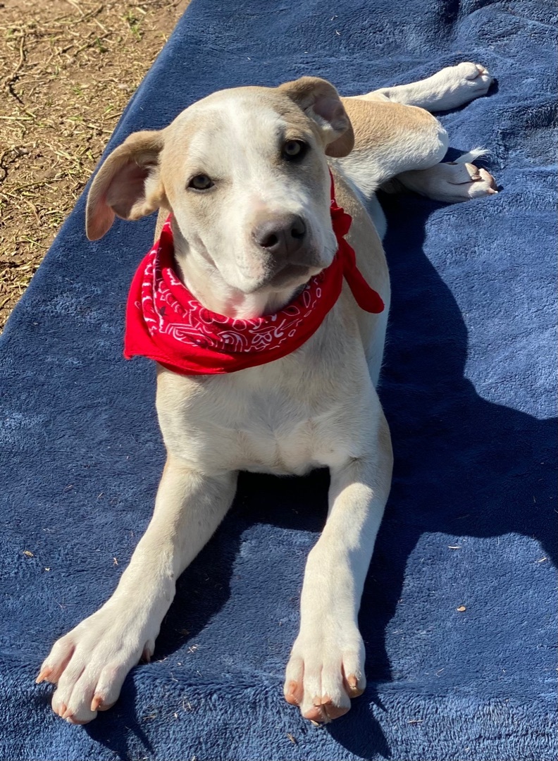 Enlarge Sallie, a Adoptable mixed breed in Madisonville, TX image 5/12