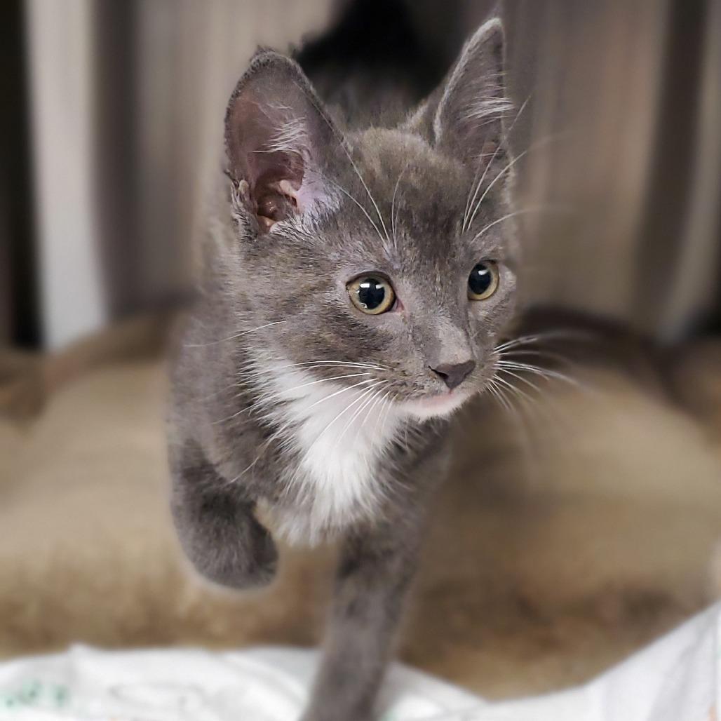 Timmy, Adoptable, Kitten Male Domestic Short Hair.