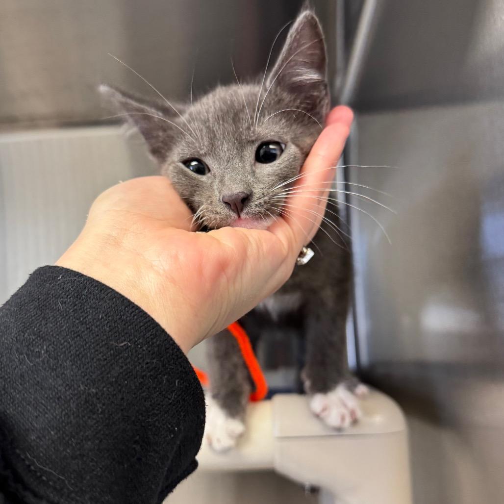 Timmy, Adoptable, Kitten Male Domestic Short Hair.
