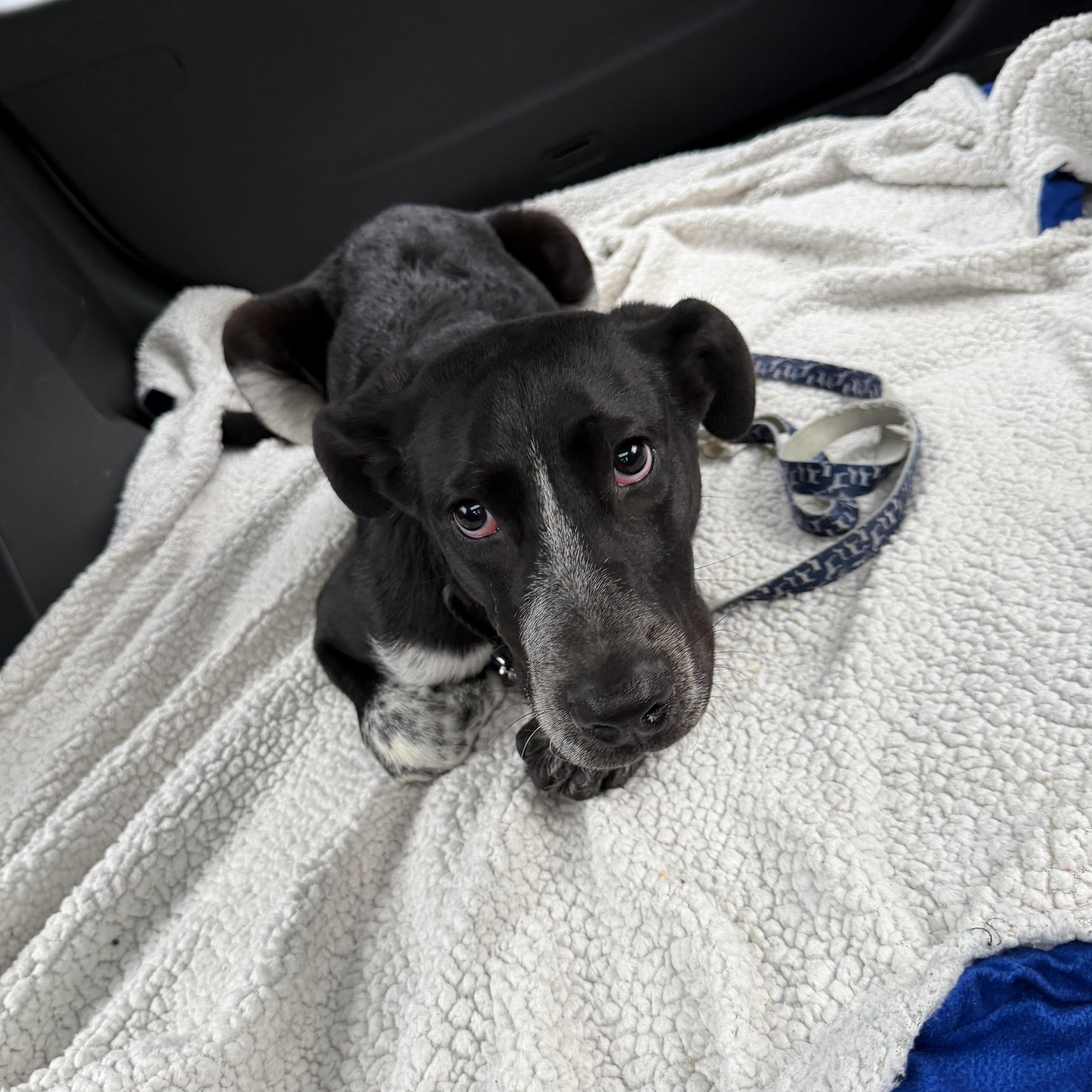 Ducky, a ADOPTABLE mixed breed in Kennebunk , ME image 4/6