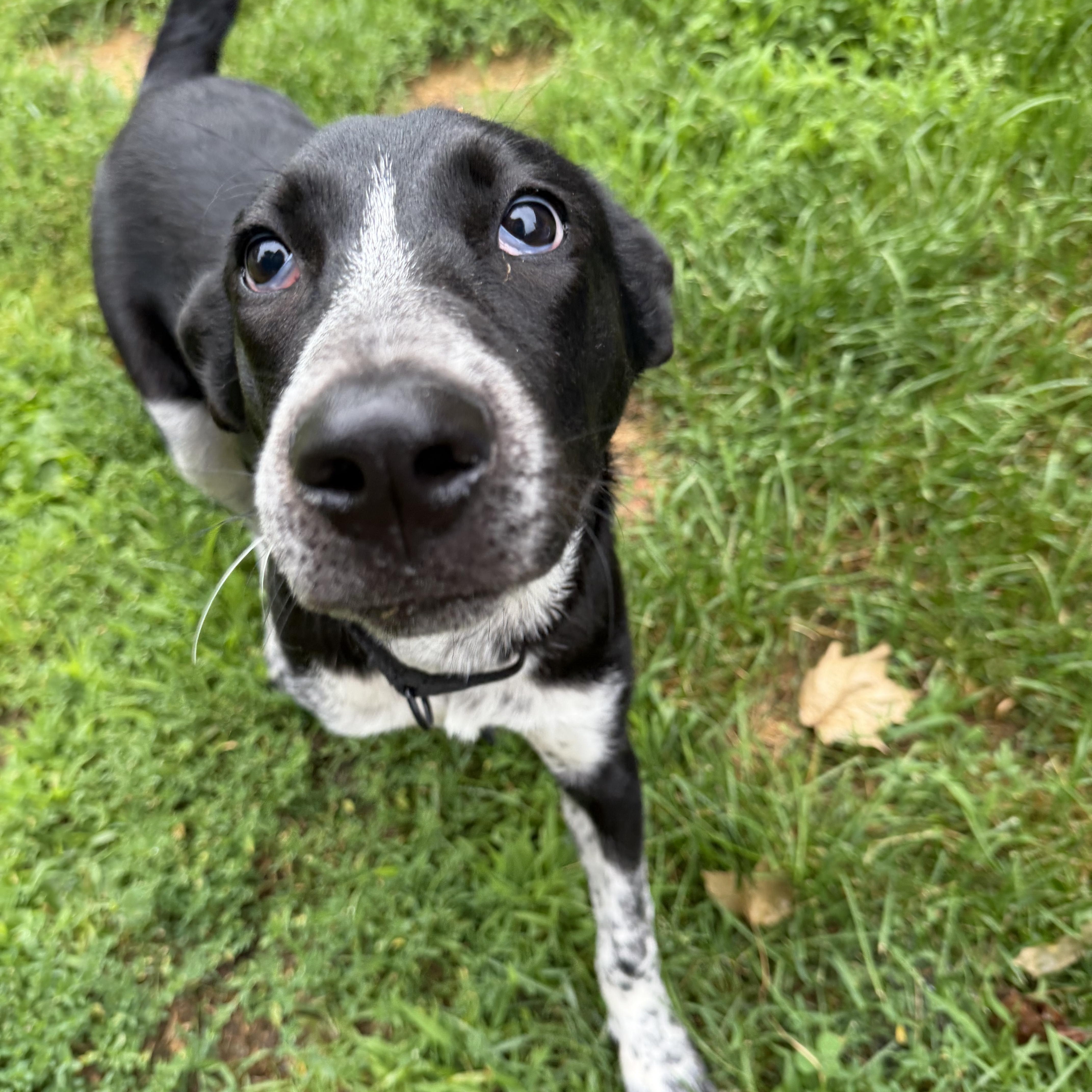 Ducky, a ADOPTABLE mixed breed in Kennebunk , ME image 6/6