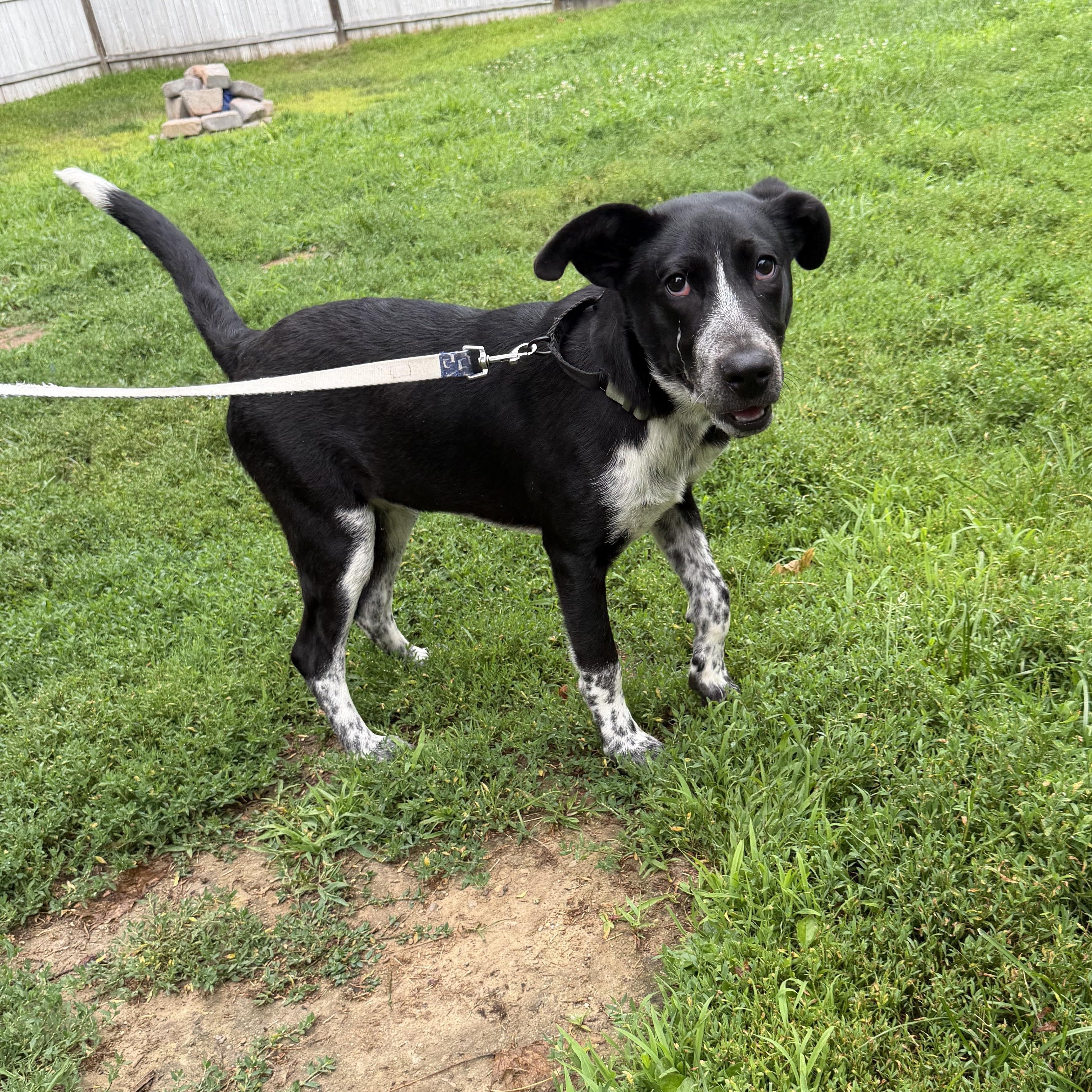 Ducky, a ADOPTABLE mixed breed in Kennebunk , ME image 2/6