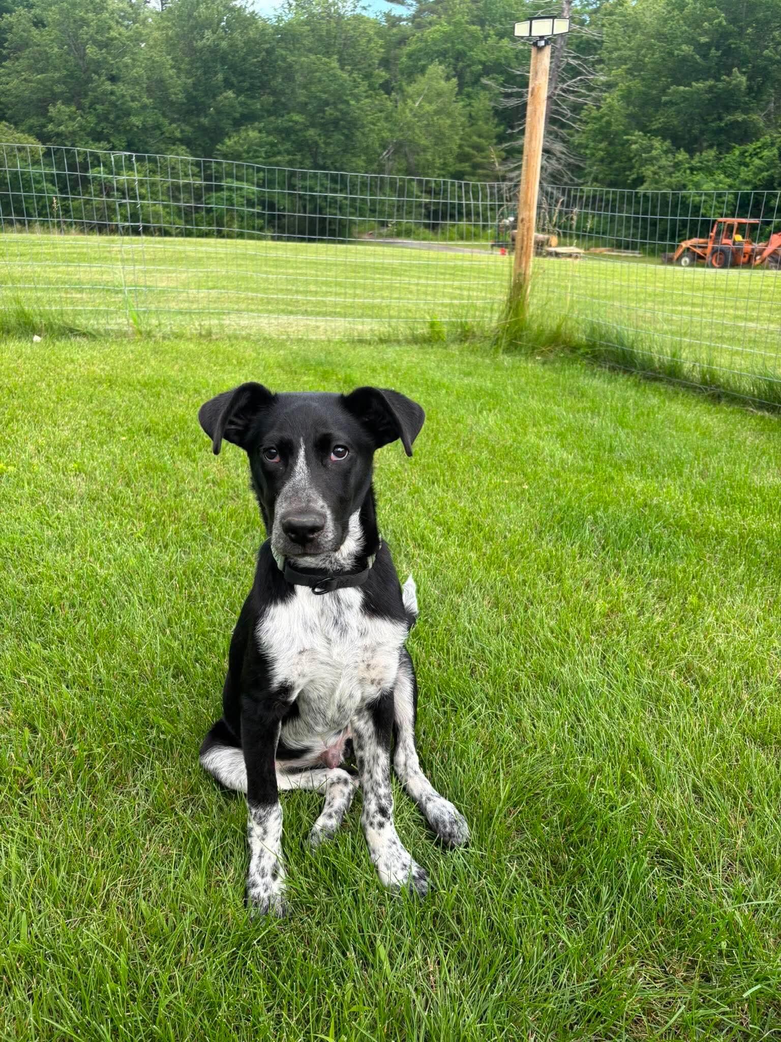 Ducky, a ADOPTABLE mixed breed in Kennebunk , ME image 3/6