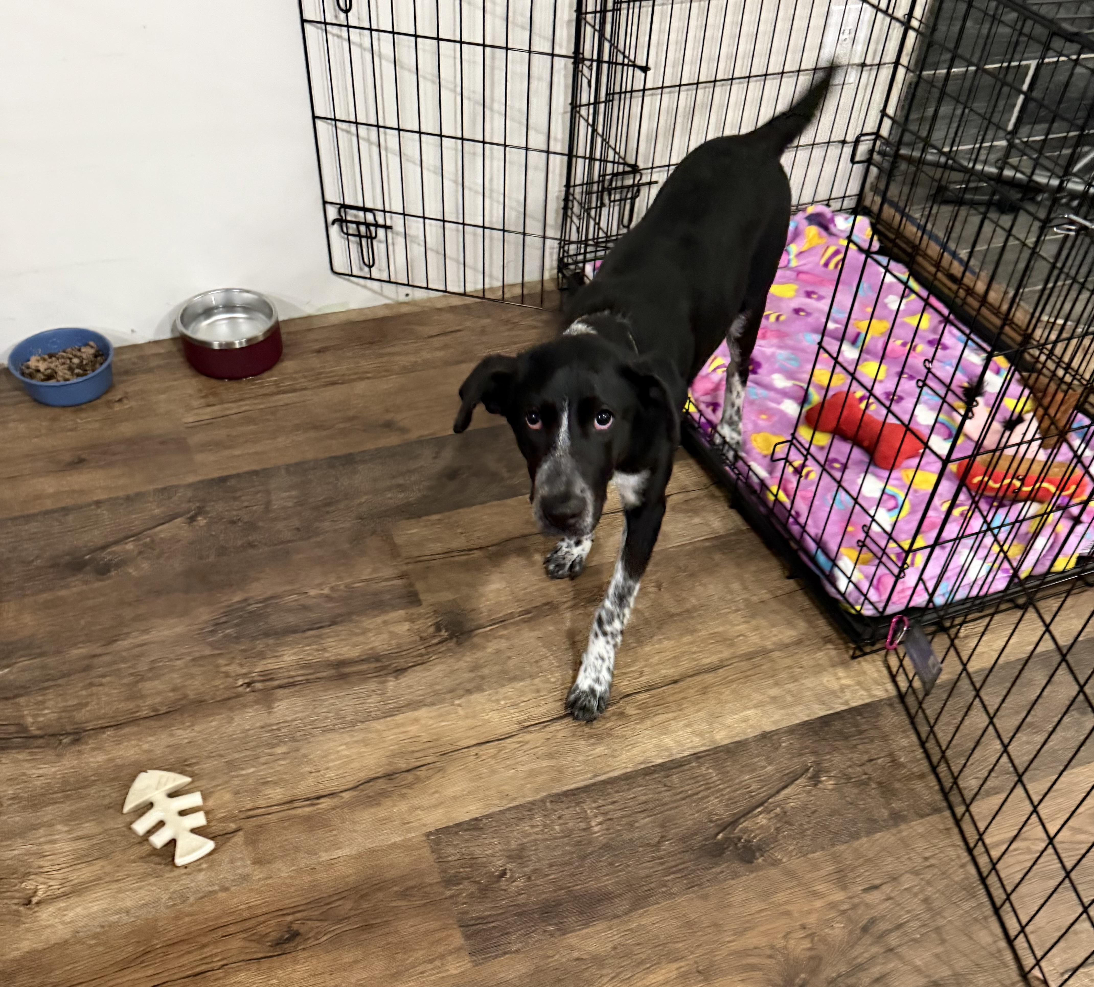 Ducky, a ADOPTABLE mixed breed in Kennebunk , ME image 5/6