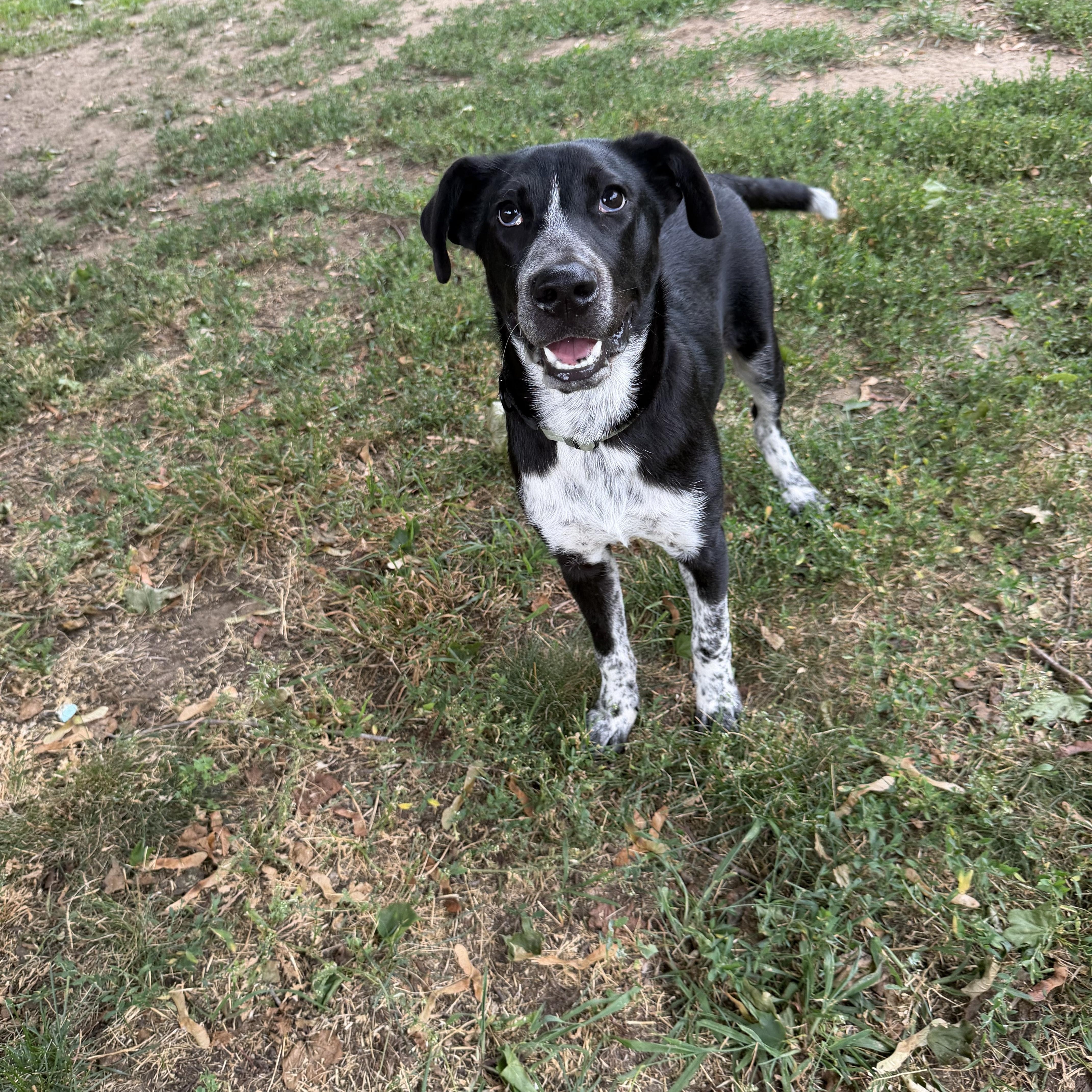 Ducky, ADOPTABLE, Puppy Male Labrador Retriever.