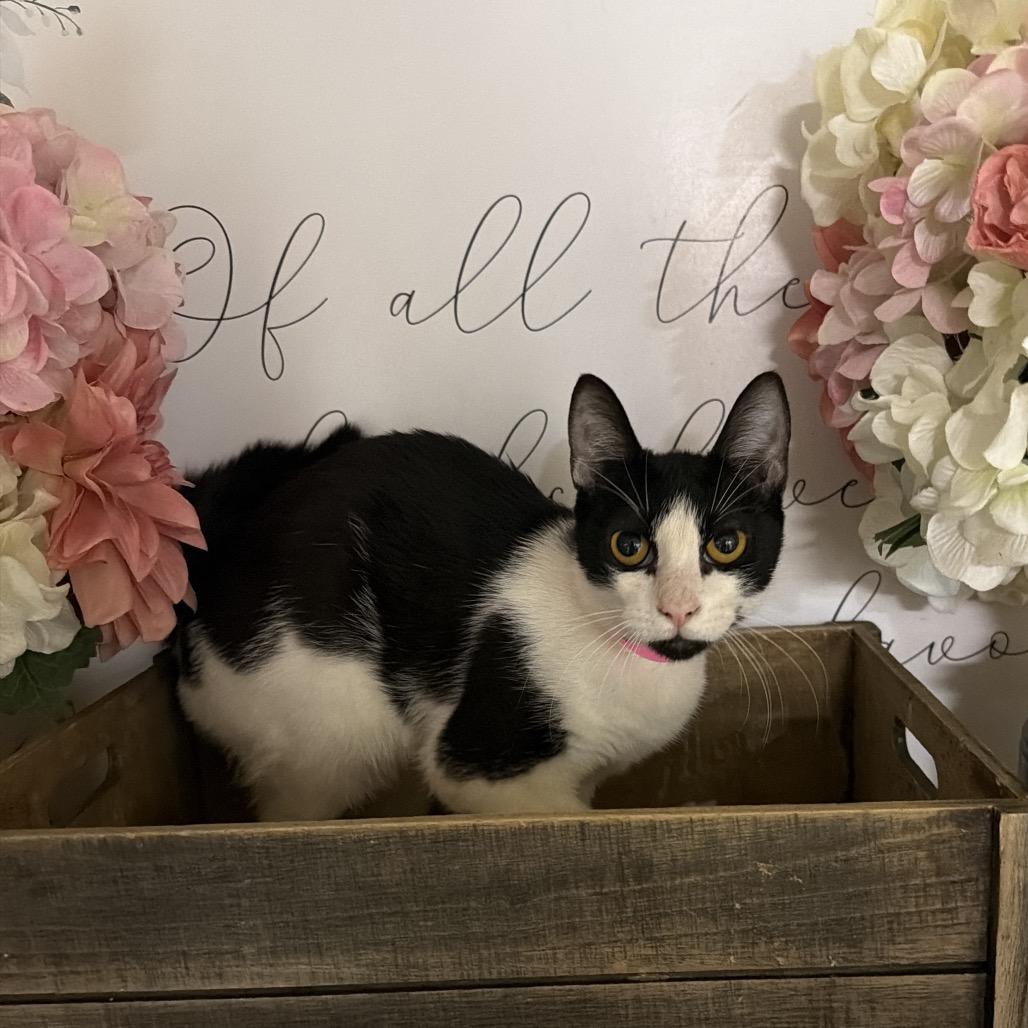 Enlarge Gigi, a Adoptable American Shorthair in Newberg, OR image 1/1