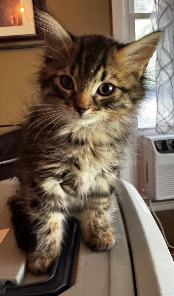 Fluffy, Adoptable, Kitten Male Domestic Short Hair.