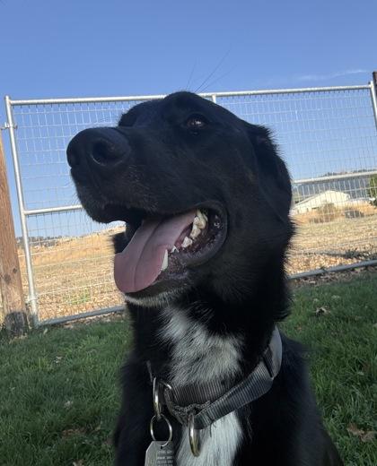 Enlarge Ivan, a ADOPTABLE mixed breed in Roseburg, OR image 1/1