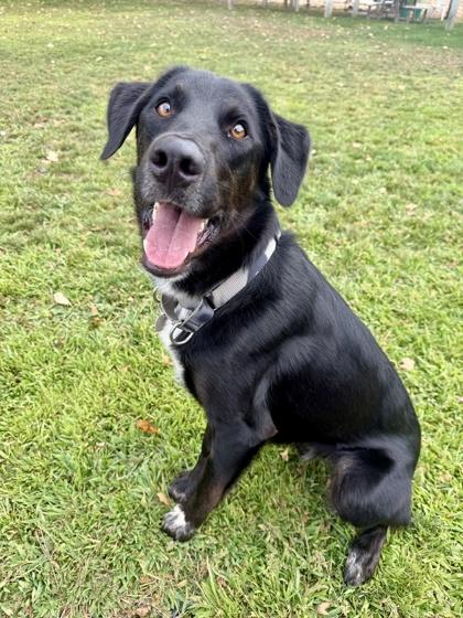 Ivan, Adoptable, Adult Male Mixed Breed.