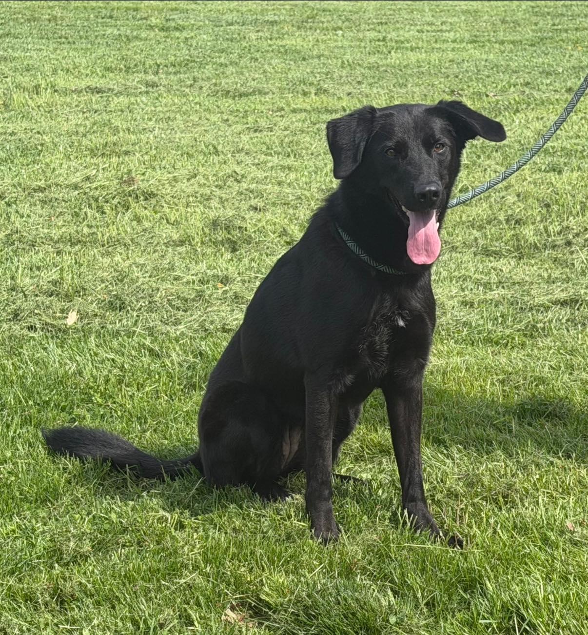 Winnie, adopted, Adult Female Black Labrador Retriever & German Shepherd Dog.