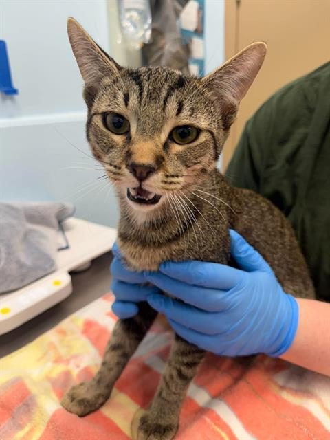 TREAD, Adoptable, Young Male Domestic Short Hair.