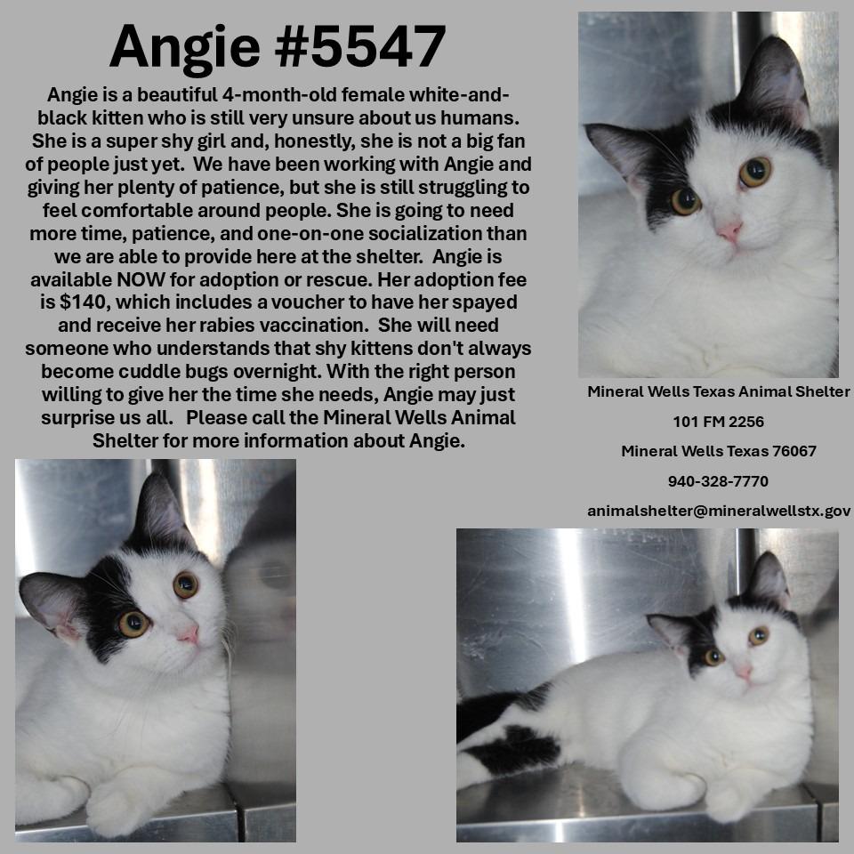 5547 Angie, Adoptable, Kitten Female Domestic Medium Hair.
