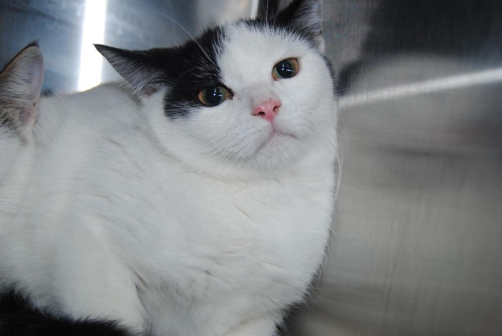 Enlarge 5547 Angie, a Adoptable mixed breed in Mineral Wells, TX image 2/2