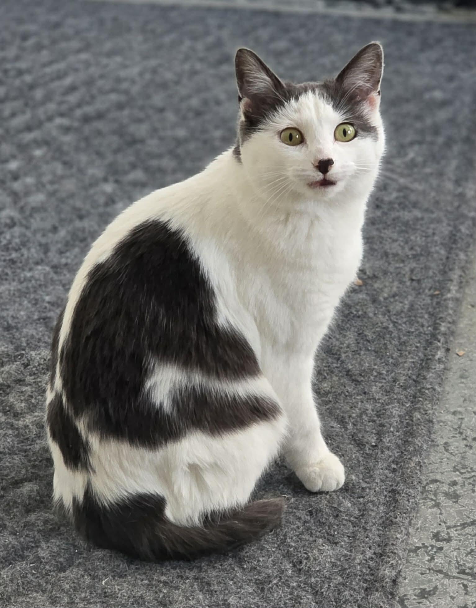 Tulip, a Adoptable Domestic Short Hair in Woodsfield, OH image 2/3