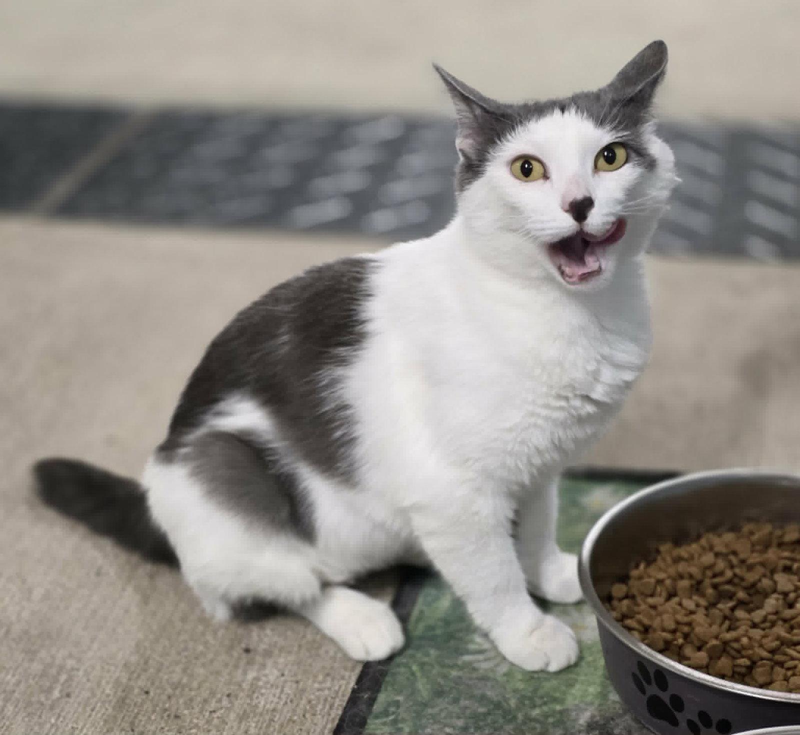 Tulip, a Adoptable Domestic Short Hair in Woodsfield, OH image 1/3