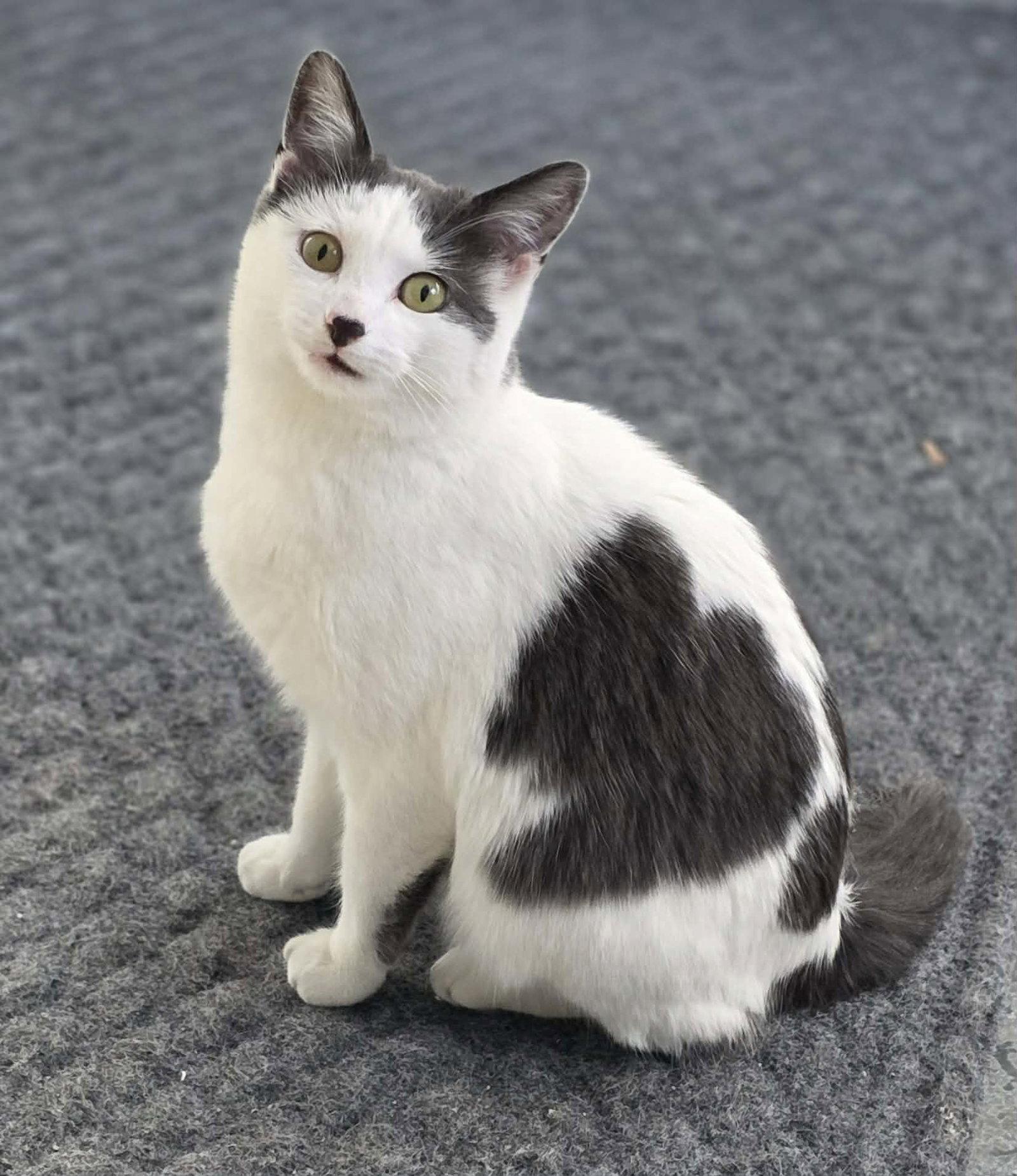 Enlarge Tulip, a Adoptable Domestic Short Hair in Woodsfield, OH image 2/3