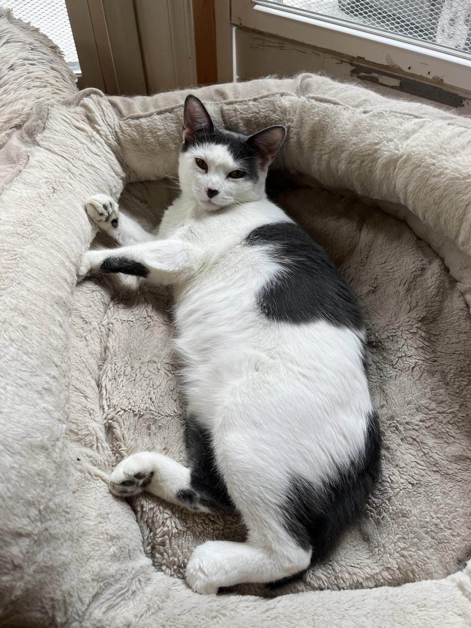Tulip, a Adoptable Domestic Short Hair in Woodsfield, OH image 2/3