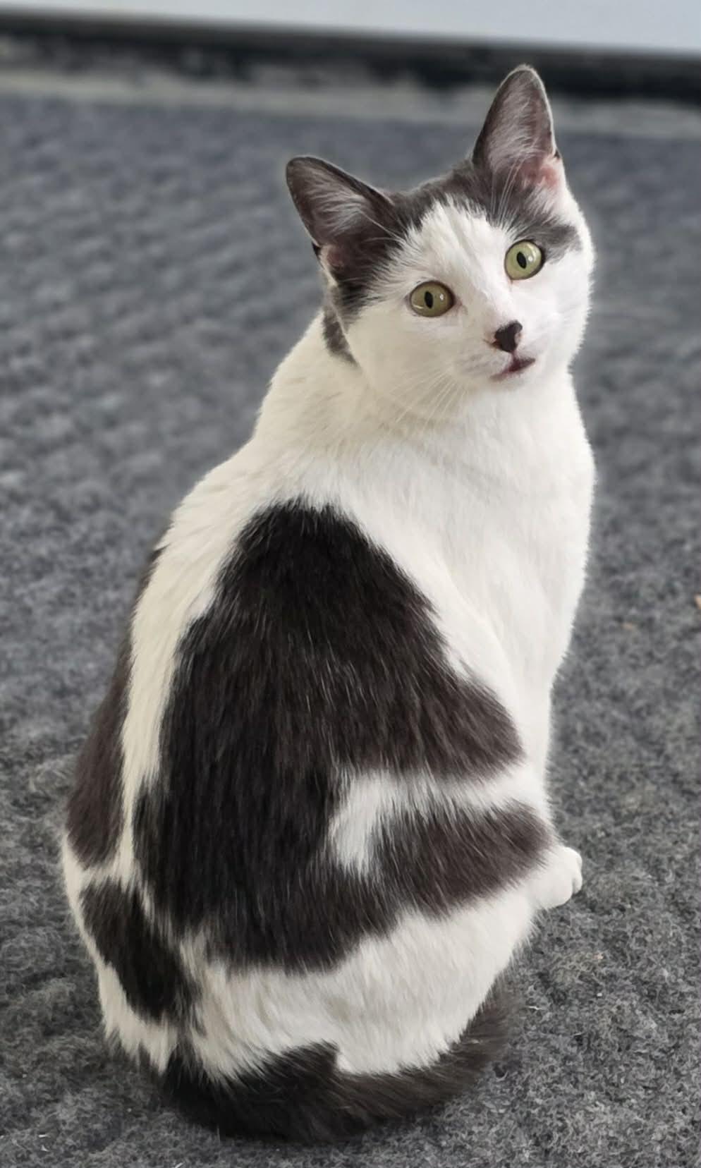 Tulip, a Adoptable Domestic Short Hair in Woodsfield, OH image 3/3