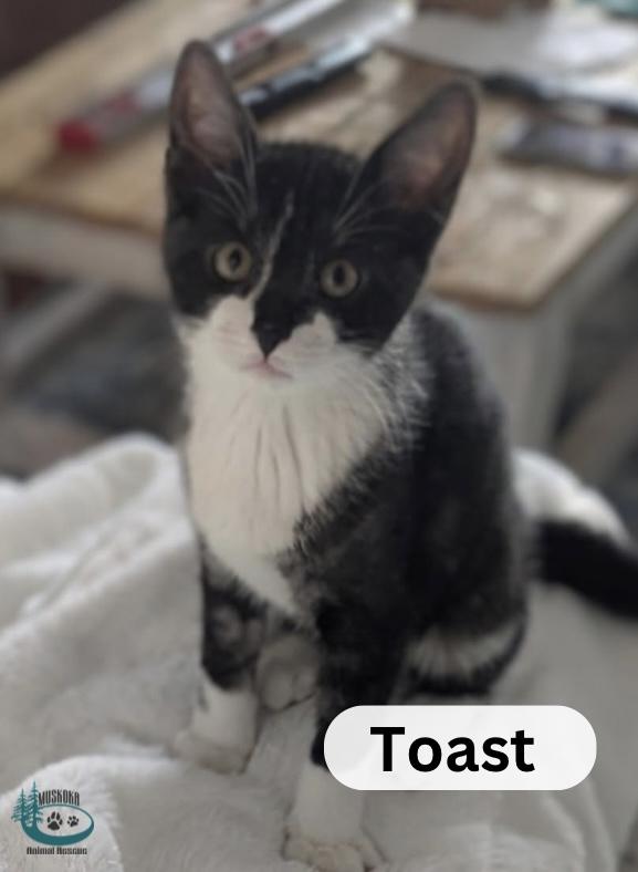 Enlarge Toast!, an adopted Domestic Short Hair in Huntsville, ON image 1/3