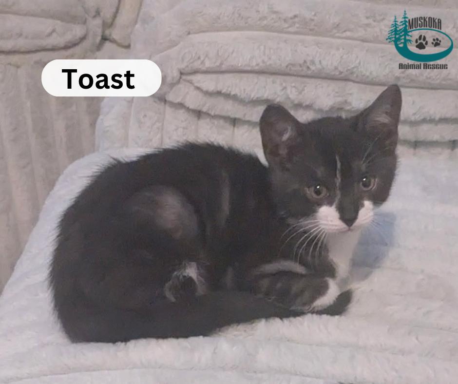 Enlarge Toast!, an adopted Domestic Short Hair in Huntsville, ON image 3/3