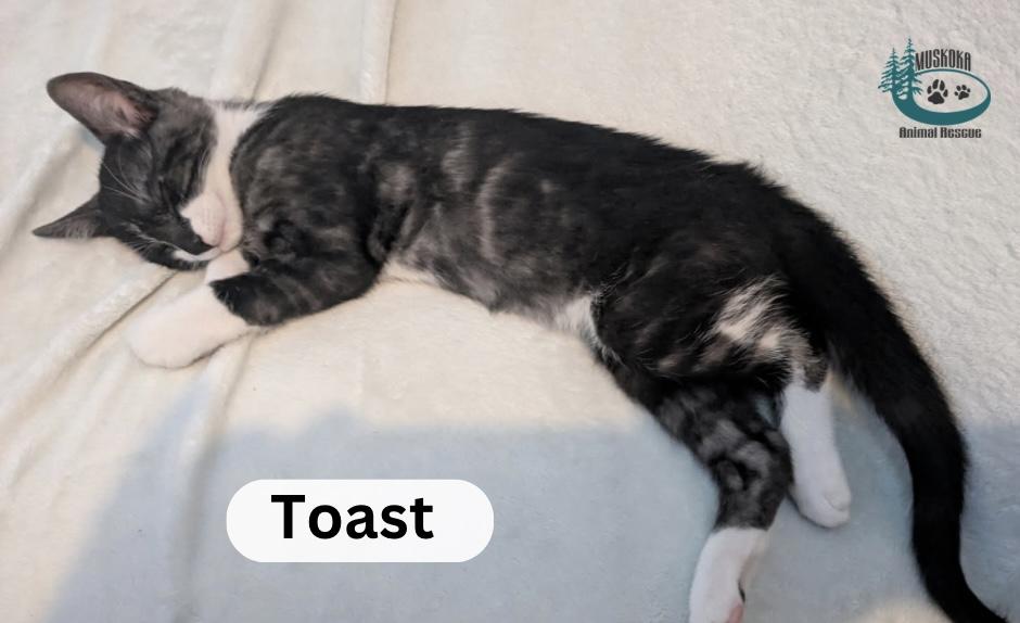 Enlarge Toast!, an adopted Domestic Short Hair in Huntsville, ON image 2/3
