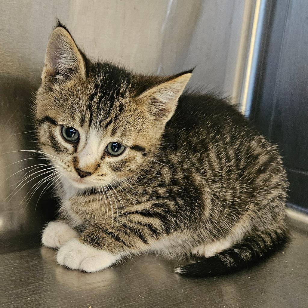 Fred, Adoptable, Kitten Male Domestic Short Hair.