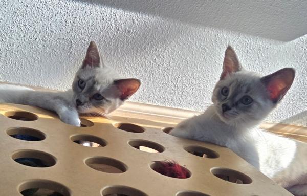 TIGER LILY & ORIENTAL POPPY, ADOPTABLE, Kitten Female Siamese.