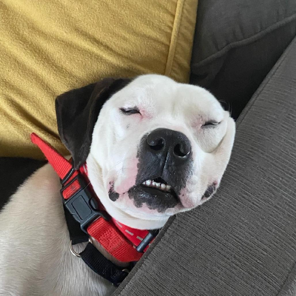 Oreo, Adoptable, Young Male Pit Bull Terrier.