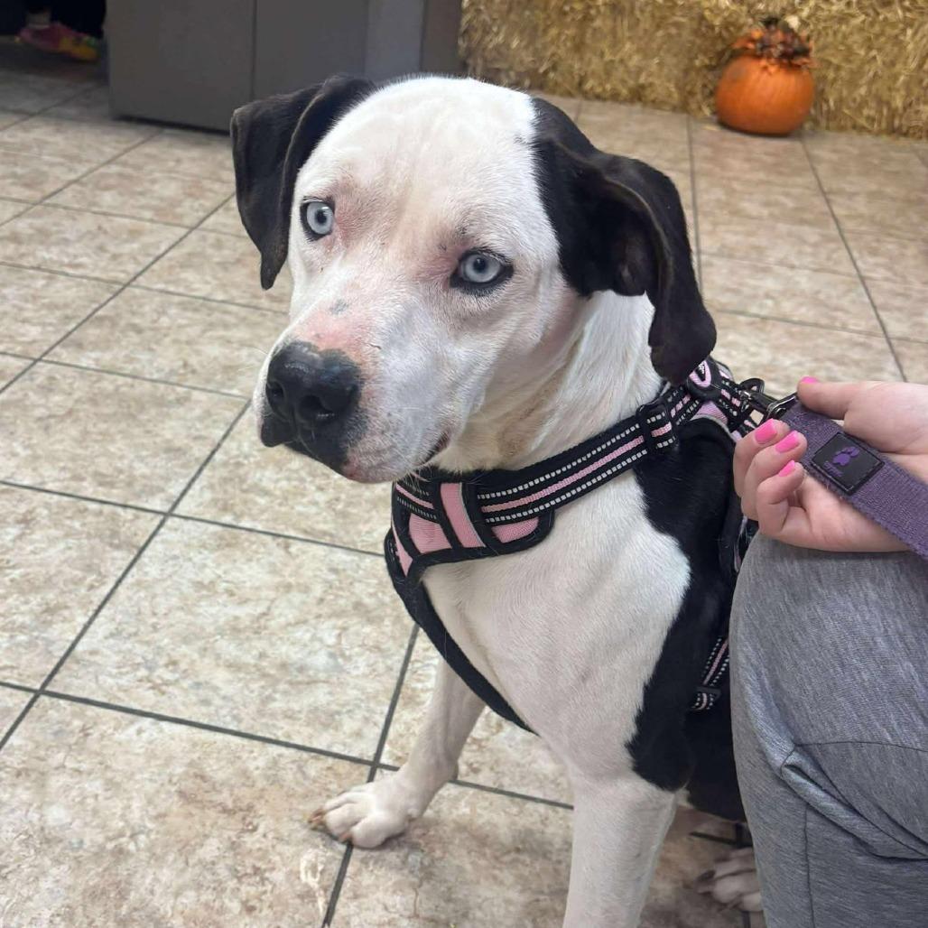 Oreo, a Adoptable Pit Bull Terrier in Boone, IA image 2/5