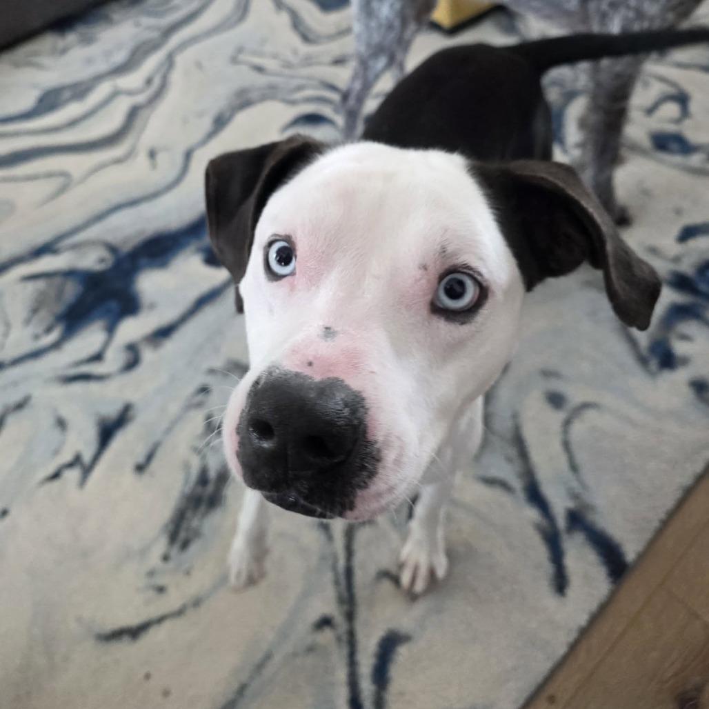 Oreo, a Adoptable Pit Bull Terrier in Boone, IA image 3/5