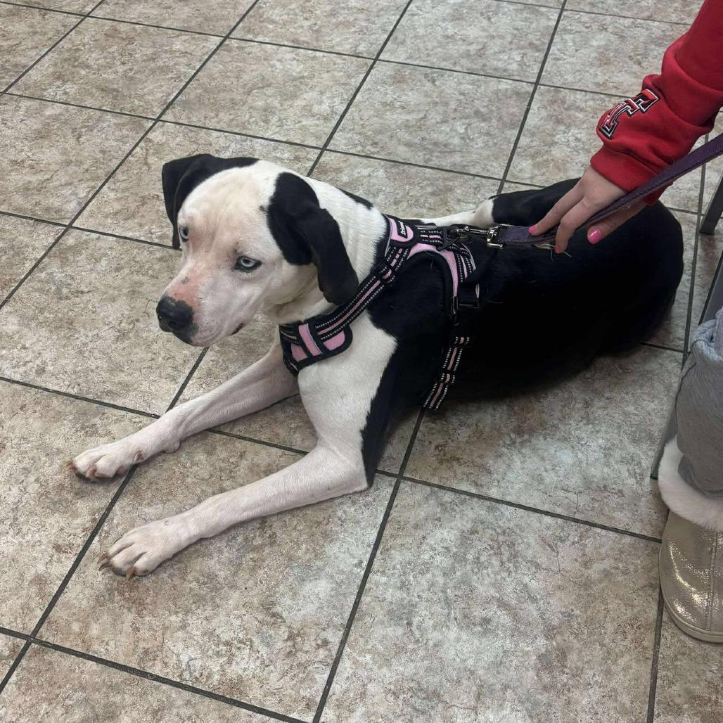 Oreo, a Adoptable Pit Bull Terrier in Boone, IA image 4/5