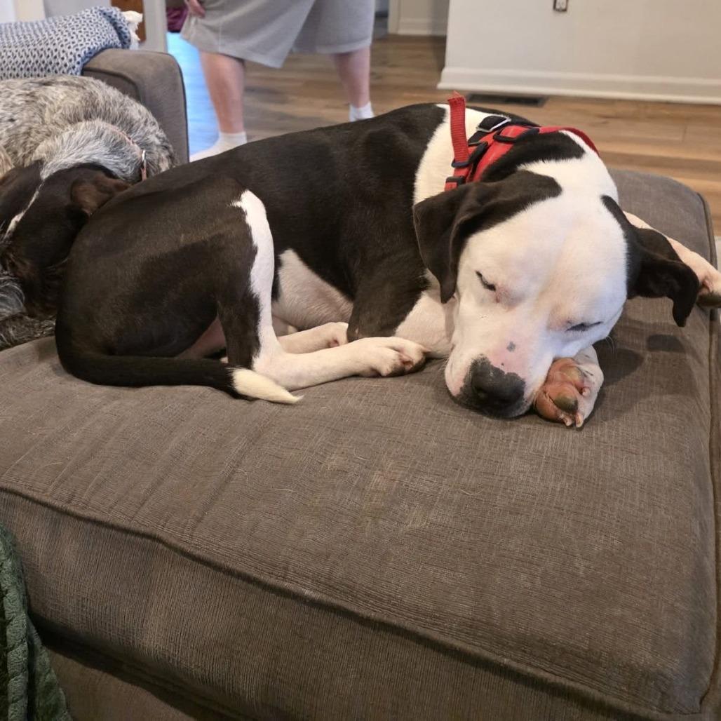 Oreo, a Adoptable Pit Bull Terrier in Boone, IA image 5/5