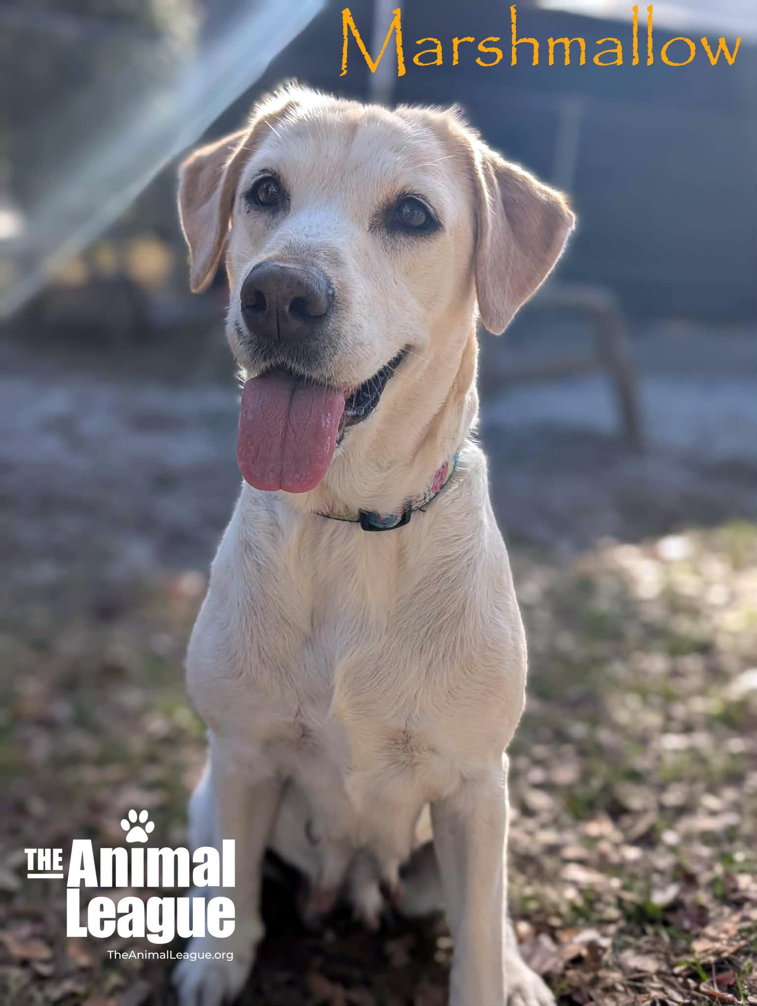 Enlarge Marshmallow, a ADOPTABLE mixed breed in Clermont, FL image 2/6