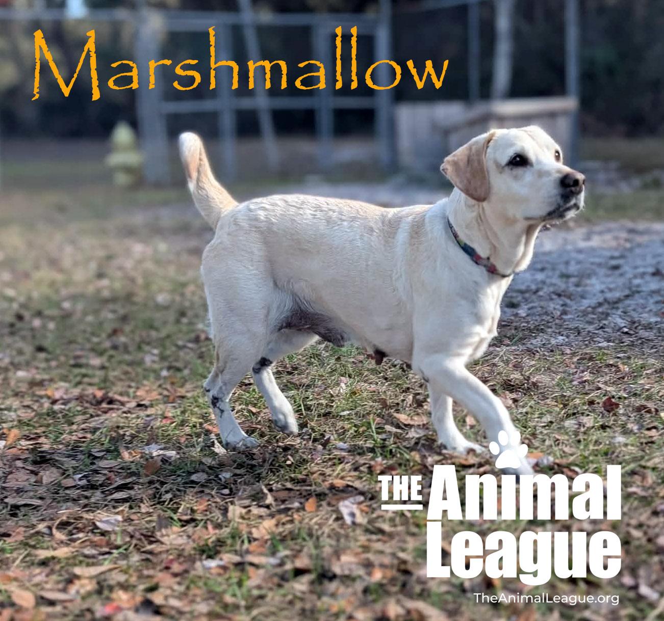 Enlarge Marshmallow, a ADOPTABLE mixed breed in Clermont, FL image 4/6