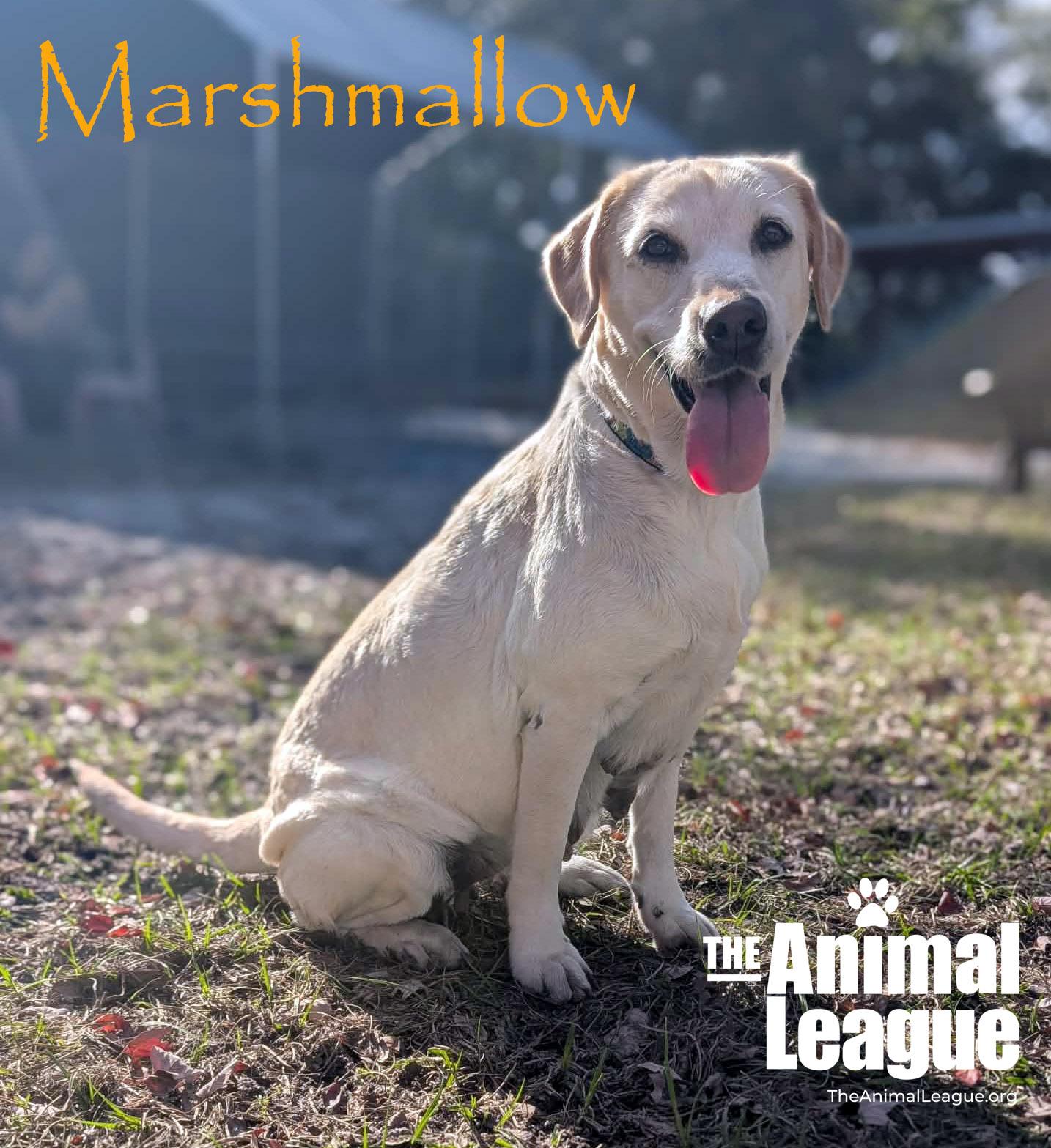 Marshmallow, ADOPTABLE, Adult Female Labrador Retriever.