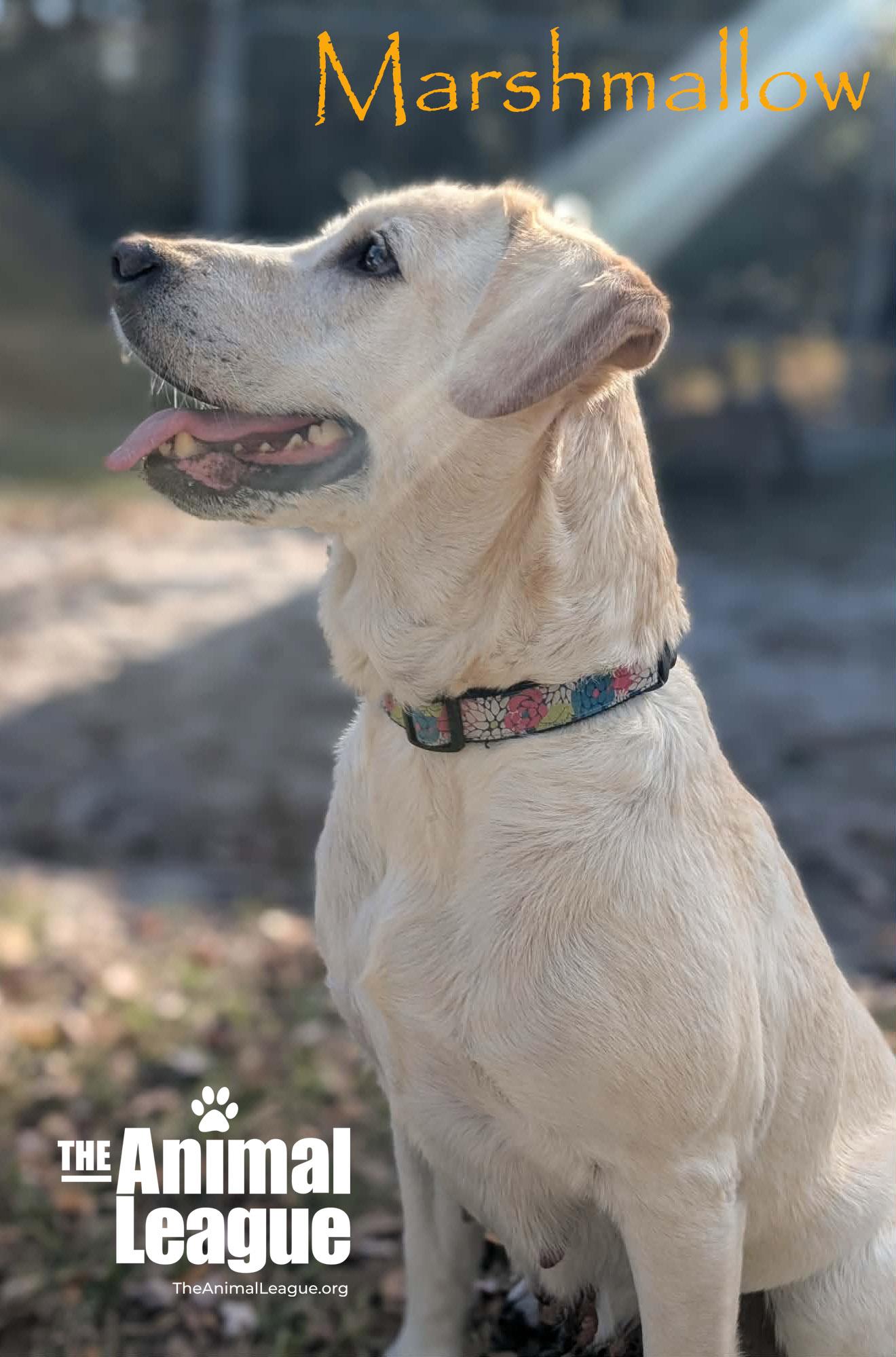 Enlarge Marshmallow, a ADOPTABLE mixed breed in Clermont, FL image 3/6